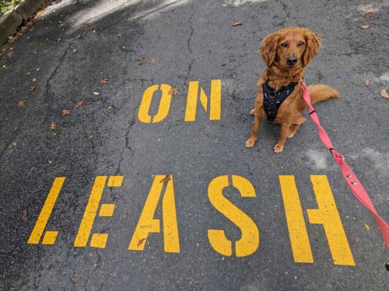 Beagle dog with blue harness