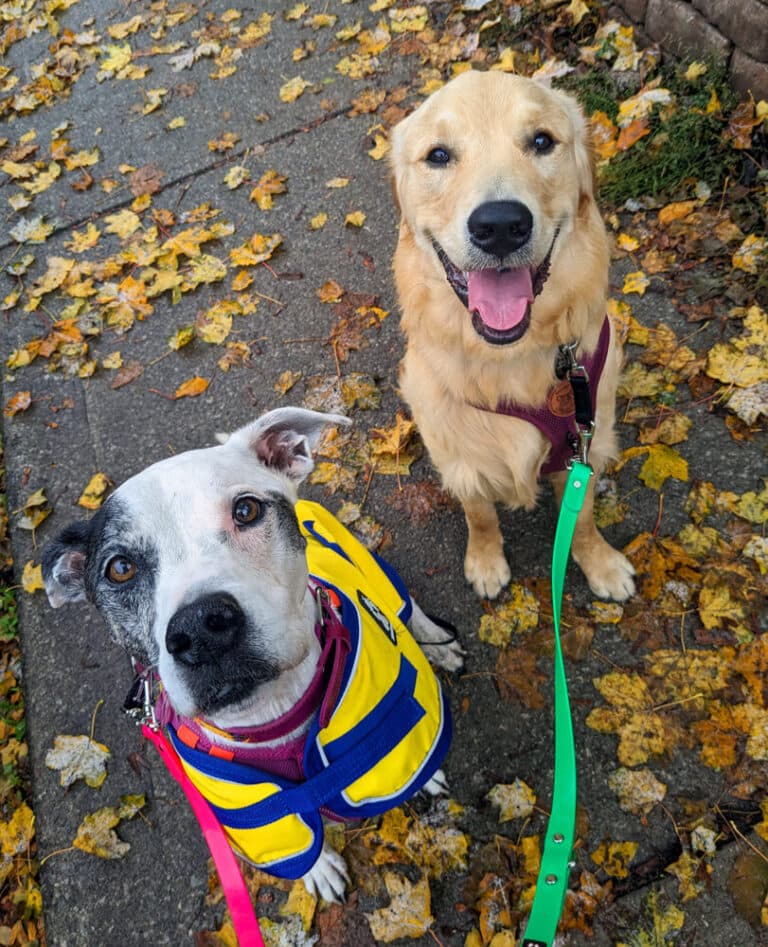 Two dogs on sidewalk with autumn leaves