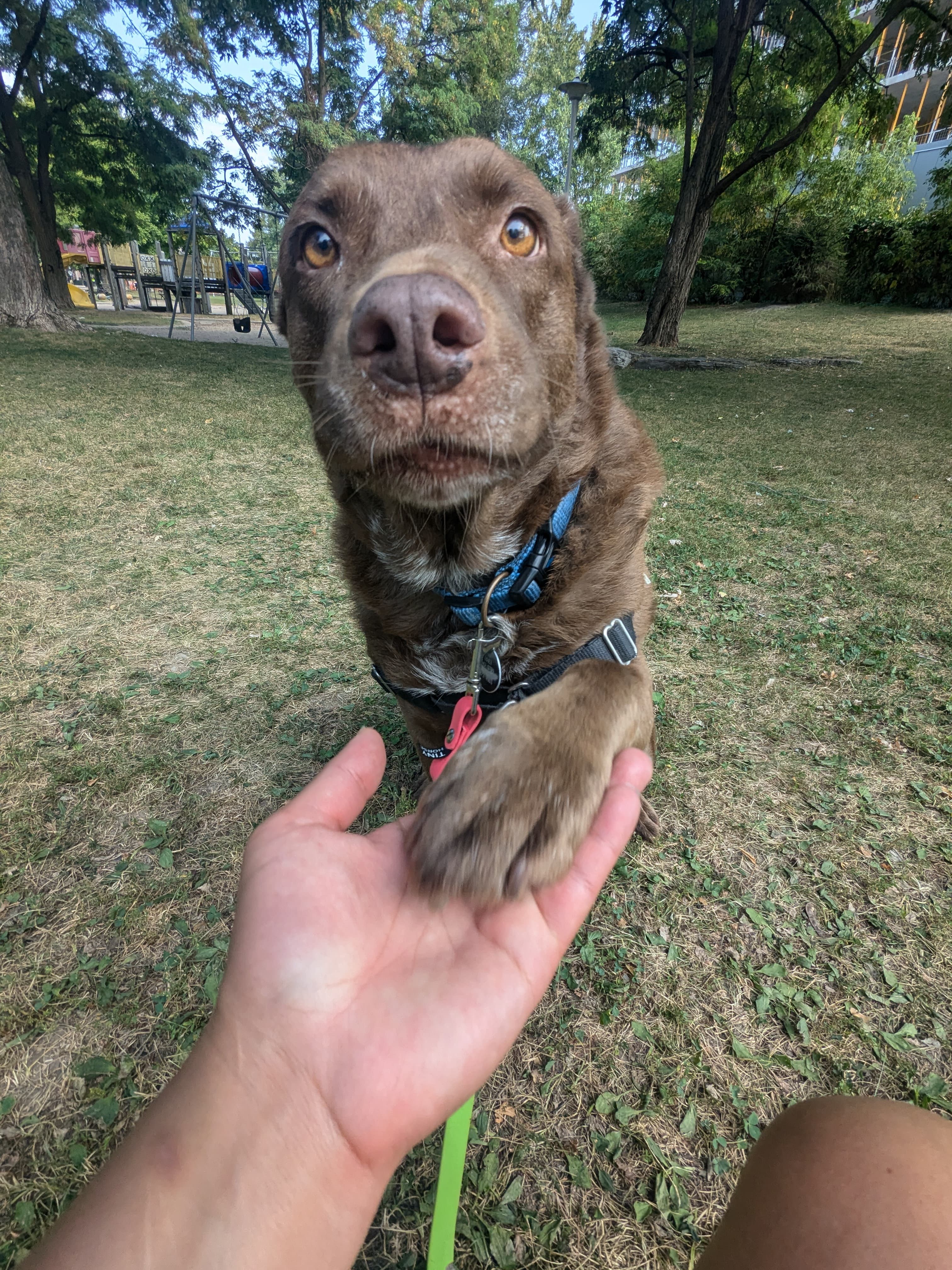 Dog walker holding a dog's paw