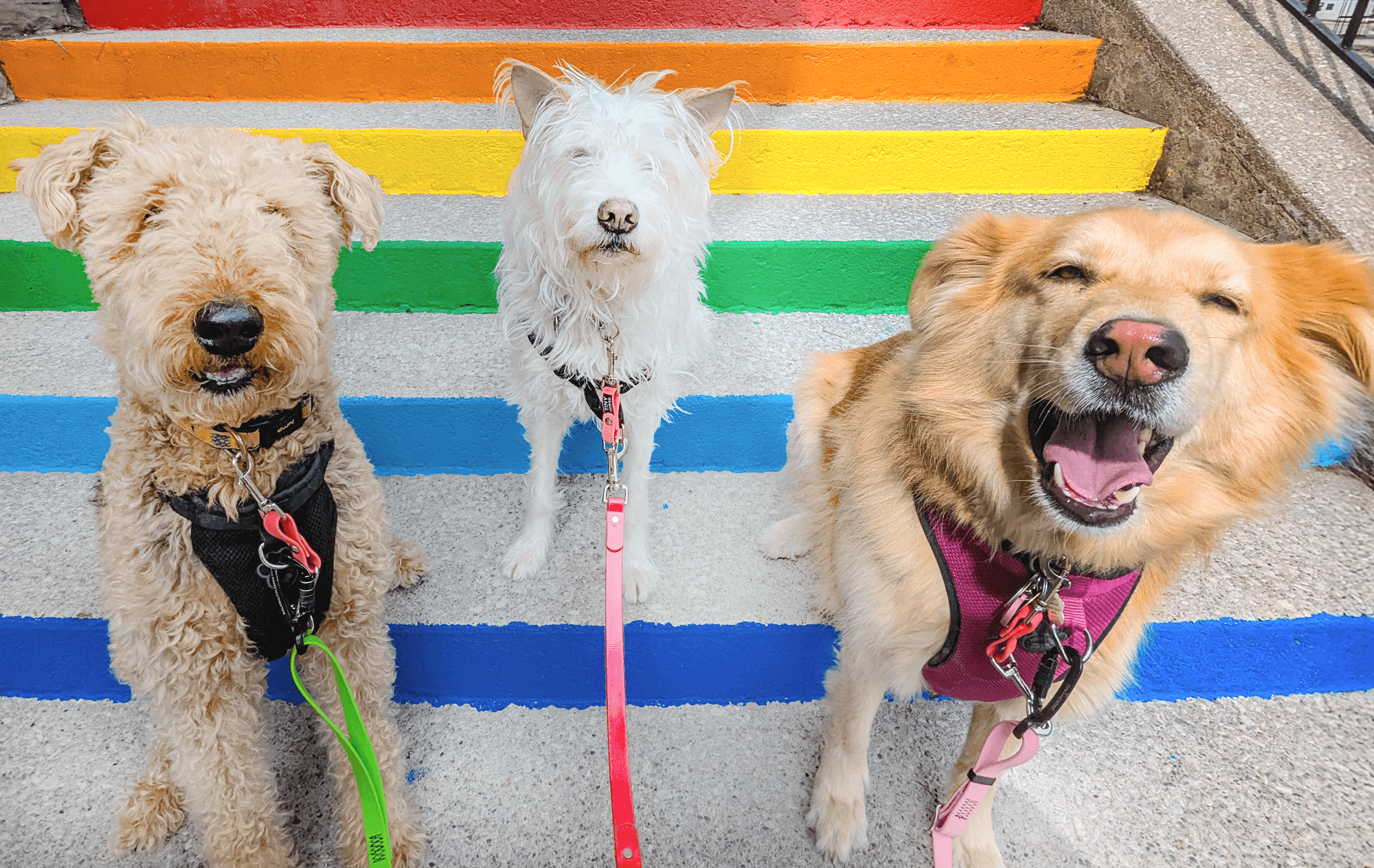 Three happy dogs sitting on a rainbow staircase in West Toronto