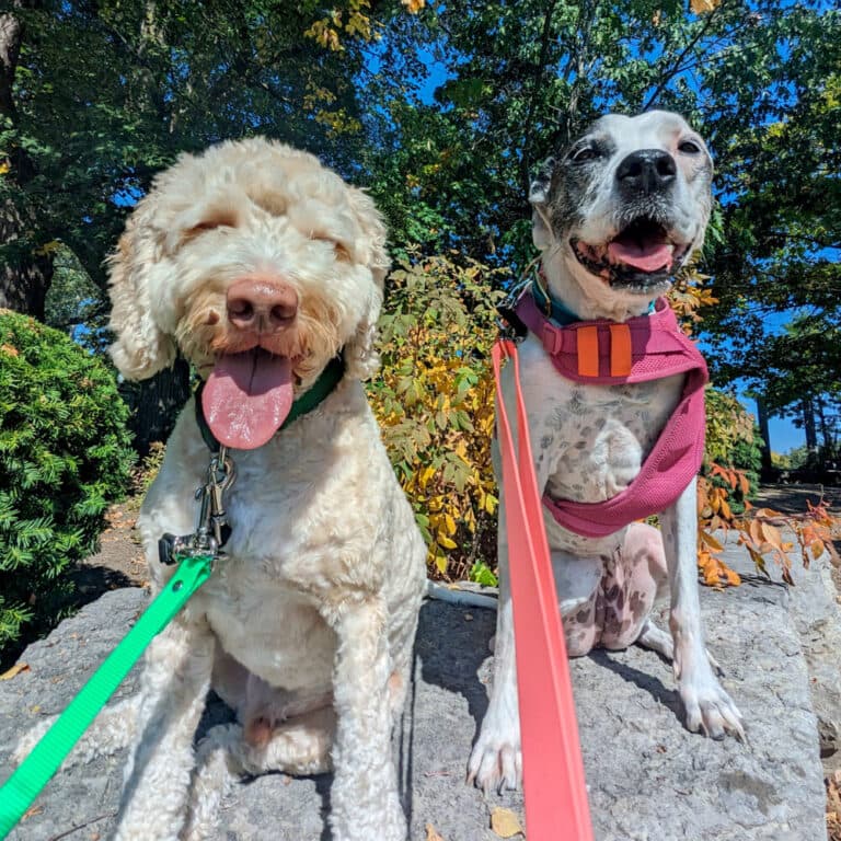 Pack walk with multiple dogs in West Toronto